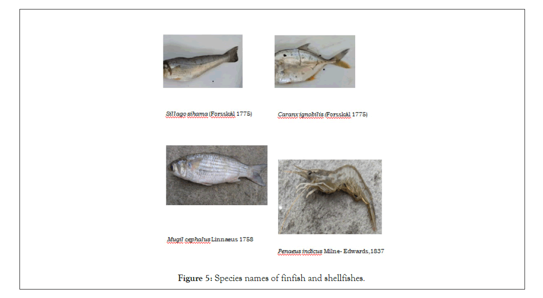 fishery-resources-shellfishes