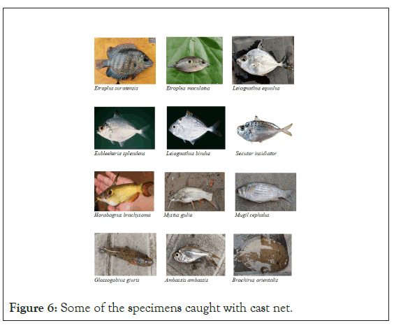 fishery-resources-specimens