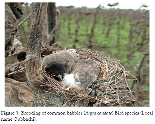 forest-research-common-babbler