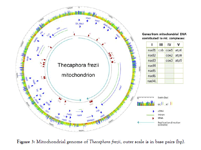 fungal-genomics-Thecaphora