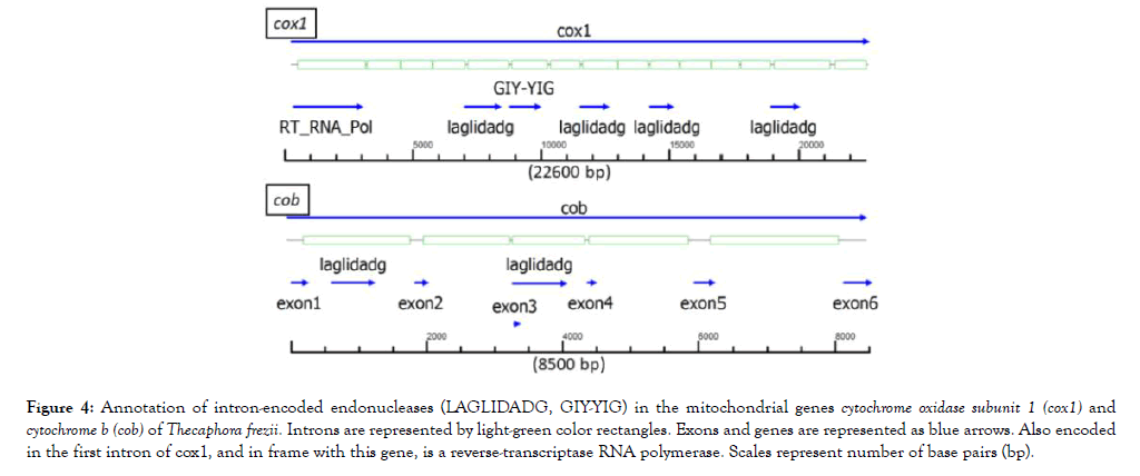 fungal-genomics-endonucleases