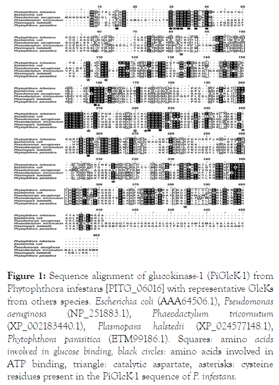 fungal-genomics-glucokinase