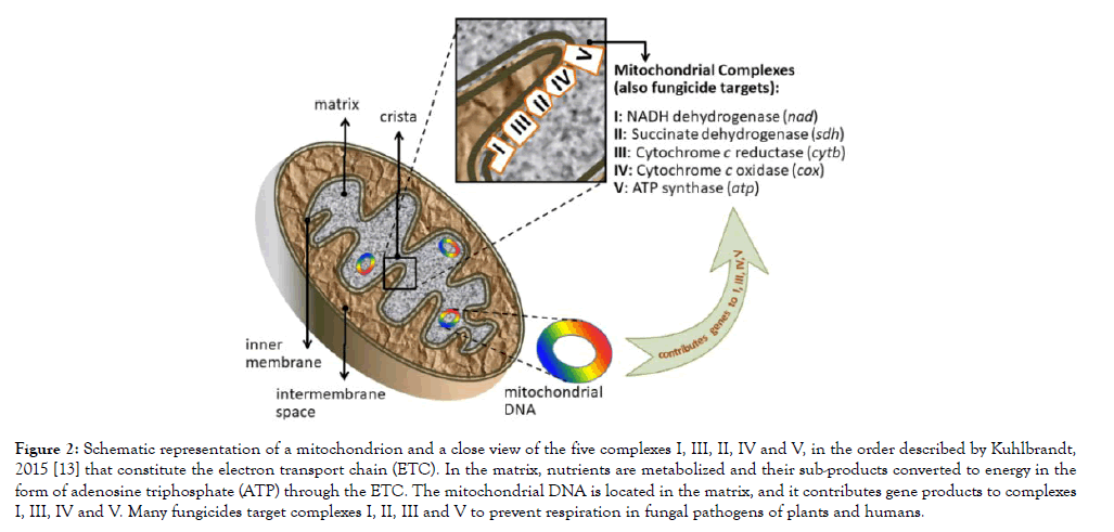 fungal-genomics-mitochondrion