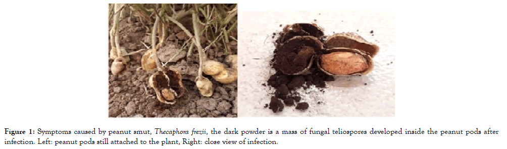 fungal-genomics-peanut