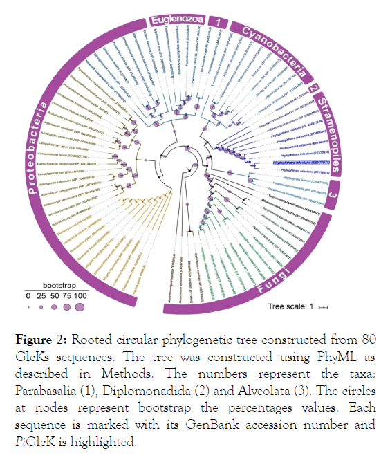 fungal-genomics-phylogenetic