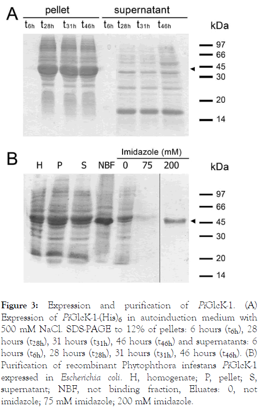 fungal-genomics-purification