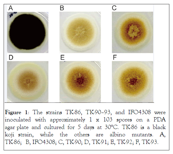 fungal-genomics-strains