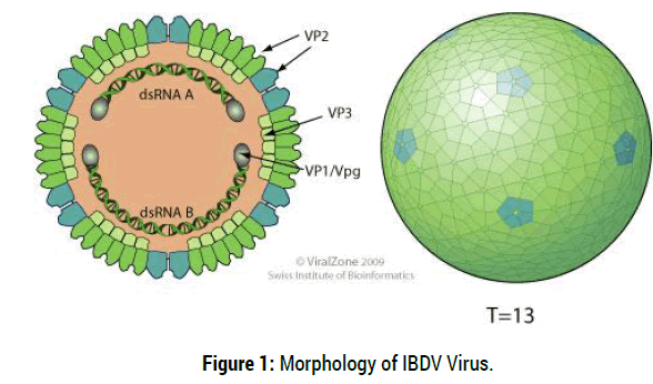 health-economics-outcome-research-IBDV-Virus