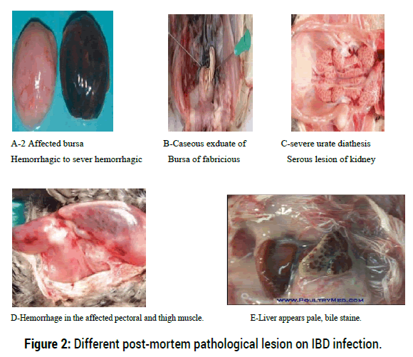 health-economics-outcome-research-lesion