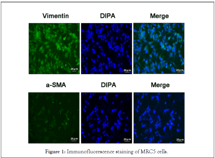 Immunofluorescence