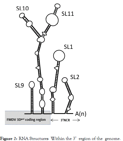 infectious-rna