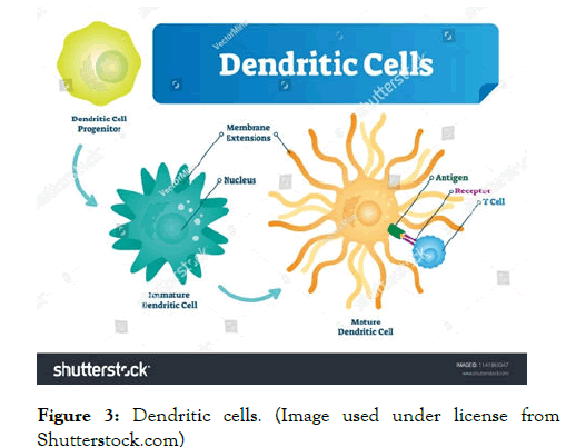 Dendritic