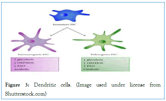 internal-medicine-cells