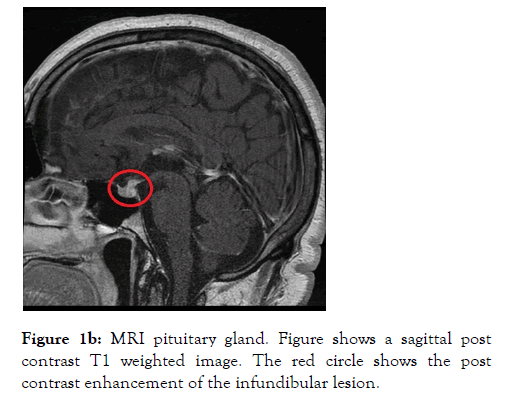 internal-medicine-sagittal