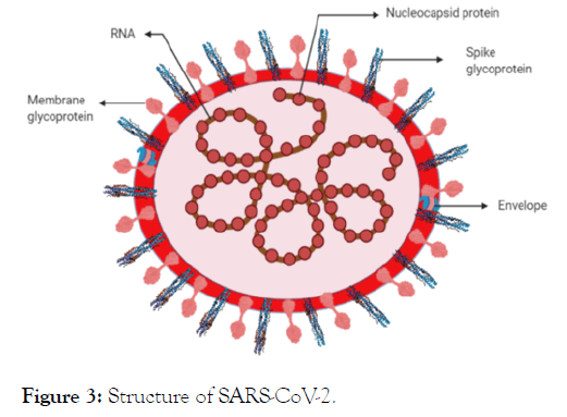 internal-medicine-structure