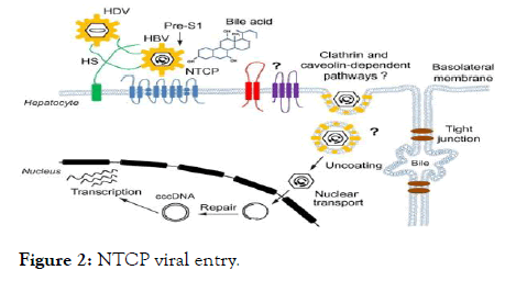 viral