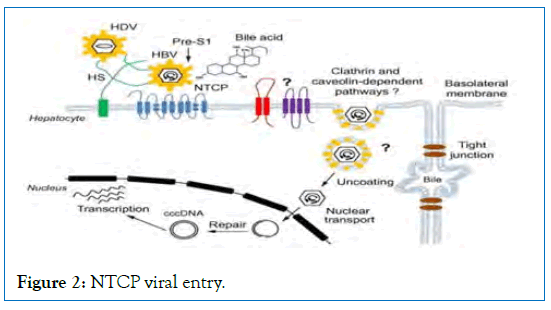 internal-medicine-viral