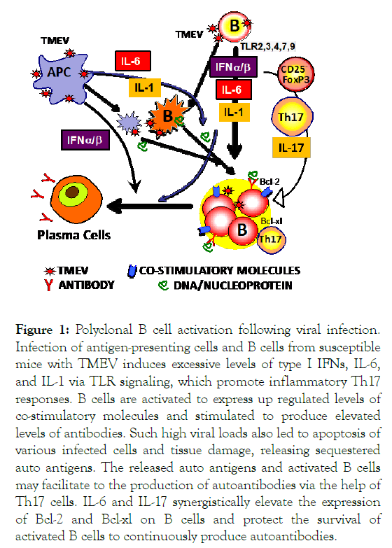 lupus-activation