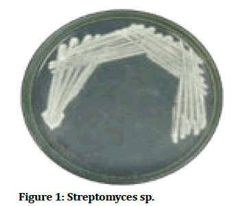 medical-dental-Streptomyces