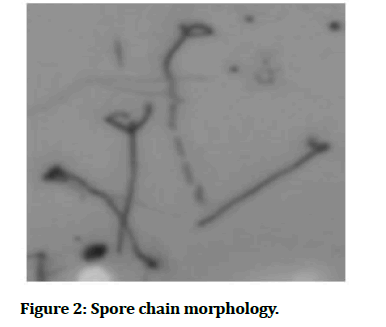 medical-dental-morphology