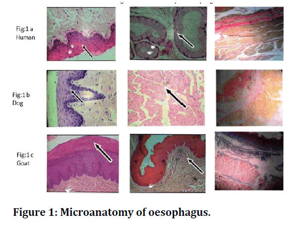 medical-dental-science-Microanatomy-oesophagus