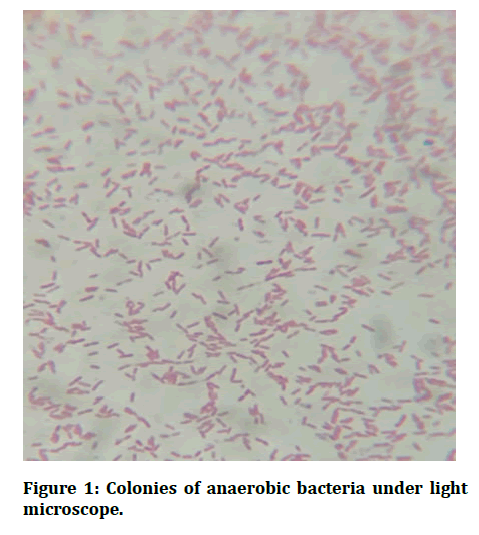 medical-dental-science-anaerobic-bacteria