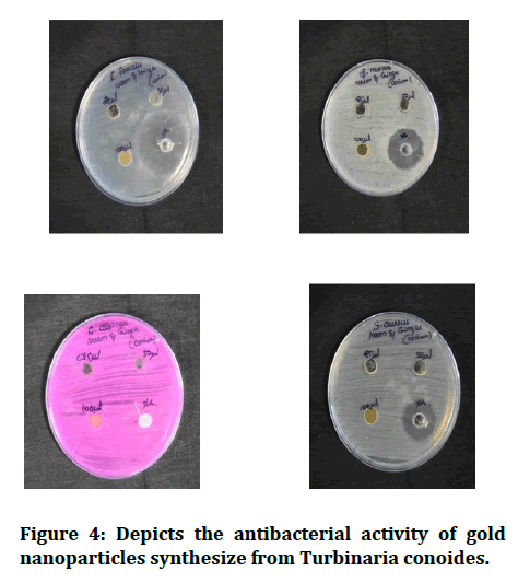 medical-dental-science-antibacterial-activity