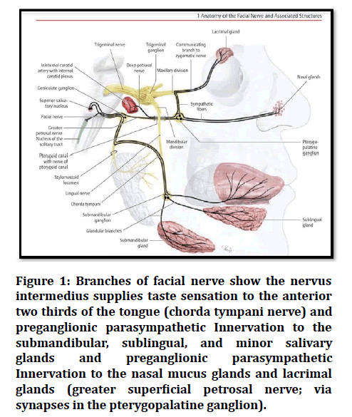 medical-dental-science-facial-nerve