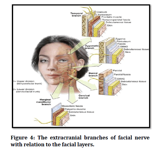 medical-dental-science-facial-nerve