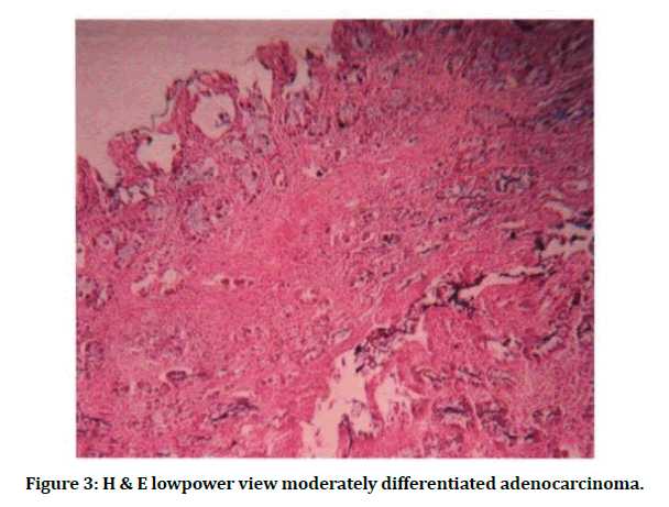 medical-dental-science-lowpower-view