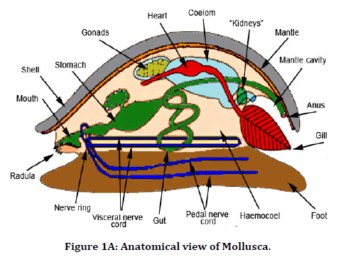 medical-dental-science-mollusca