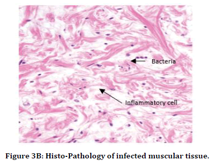 medical-dental-science-muscular-tissue