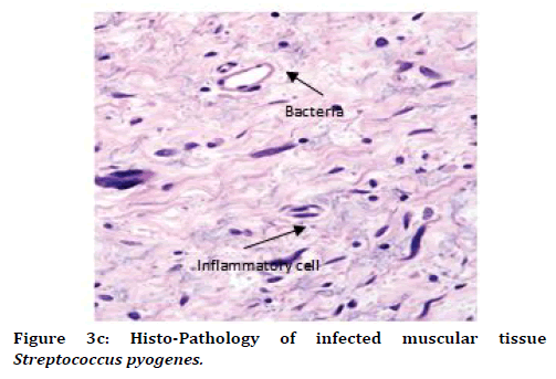 medical-dental-science-muscular-tissue