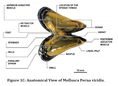 medical-dental-science-perna-viridis