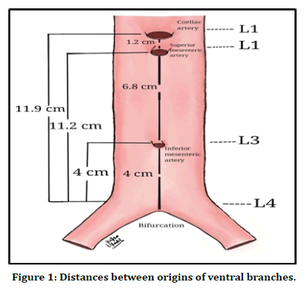 medical-dental-science-ventral-branches