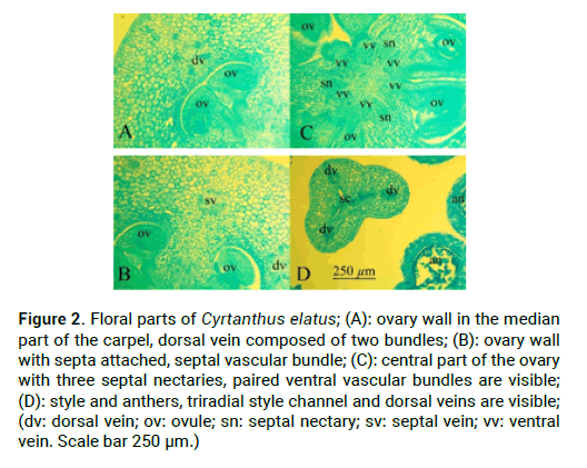 modern-phytomorphology-dorsal-vein