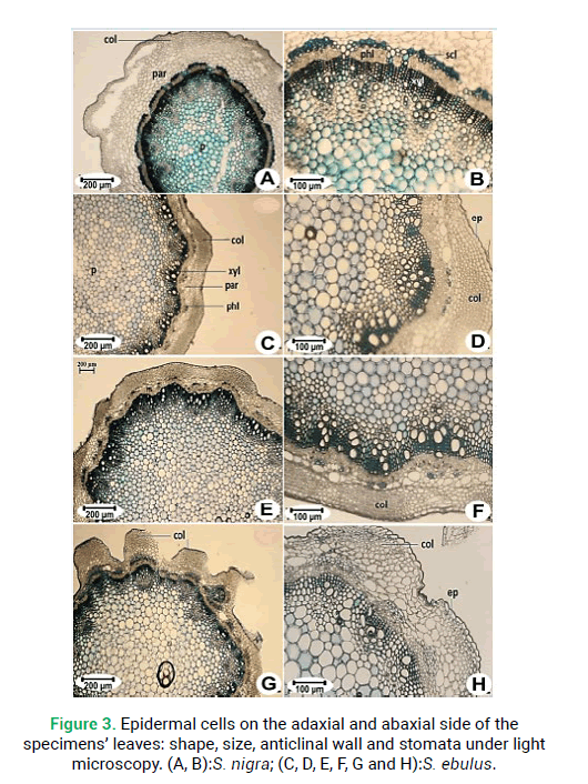 modern-phytomorphology-epidermal-cells