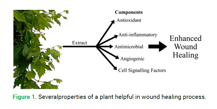 modern-phytomorphology-healing-process