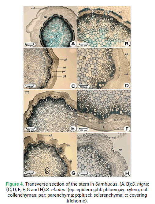 modern-phytomorphology-transverse-section