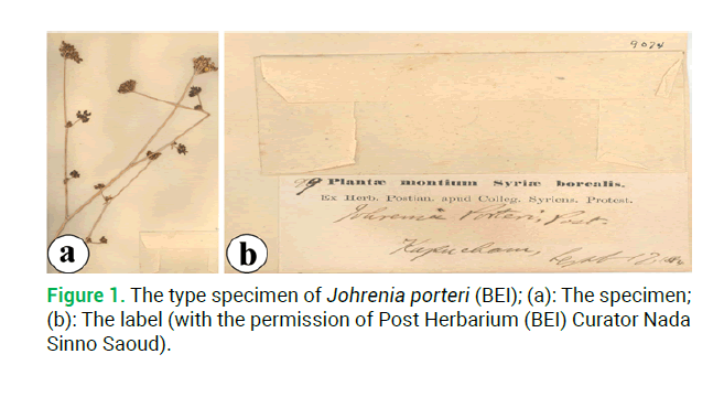 modern-phytomorphology-type-specimen modern-phytomorphology-type-specimen