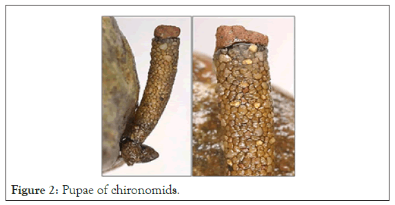 oceanography-chironomids