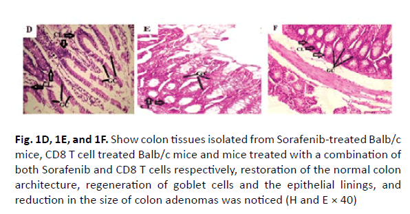 oncology-radiotherapy-mice-treated