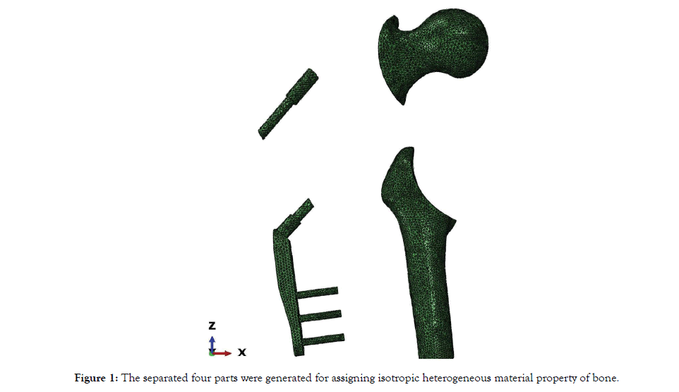 osteoporosis-physical-activity-material-property