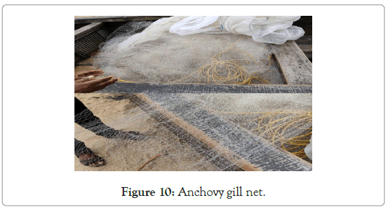 poultry-fisheries-Anchovy