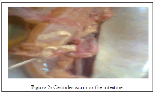 poultry-fisheries-Cestodes