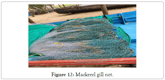 poultry-fisheries-Mackerel