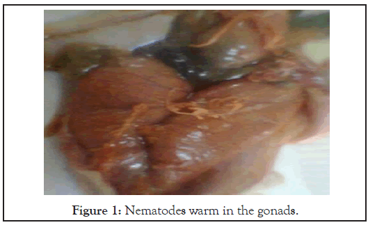poultry-fisheries-Nematodes