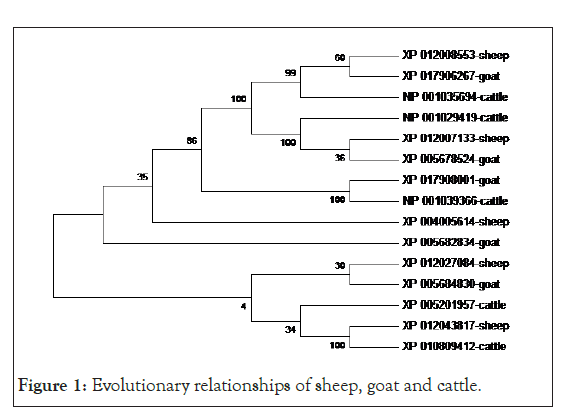 proteomics-goat