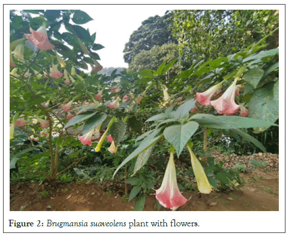 toxicology-suaveolens