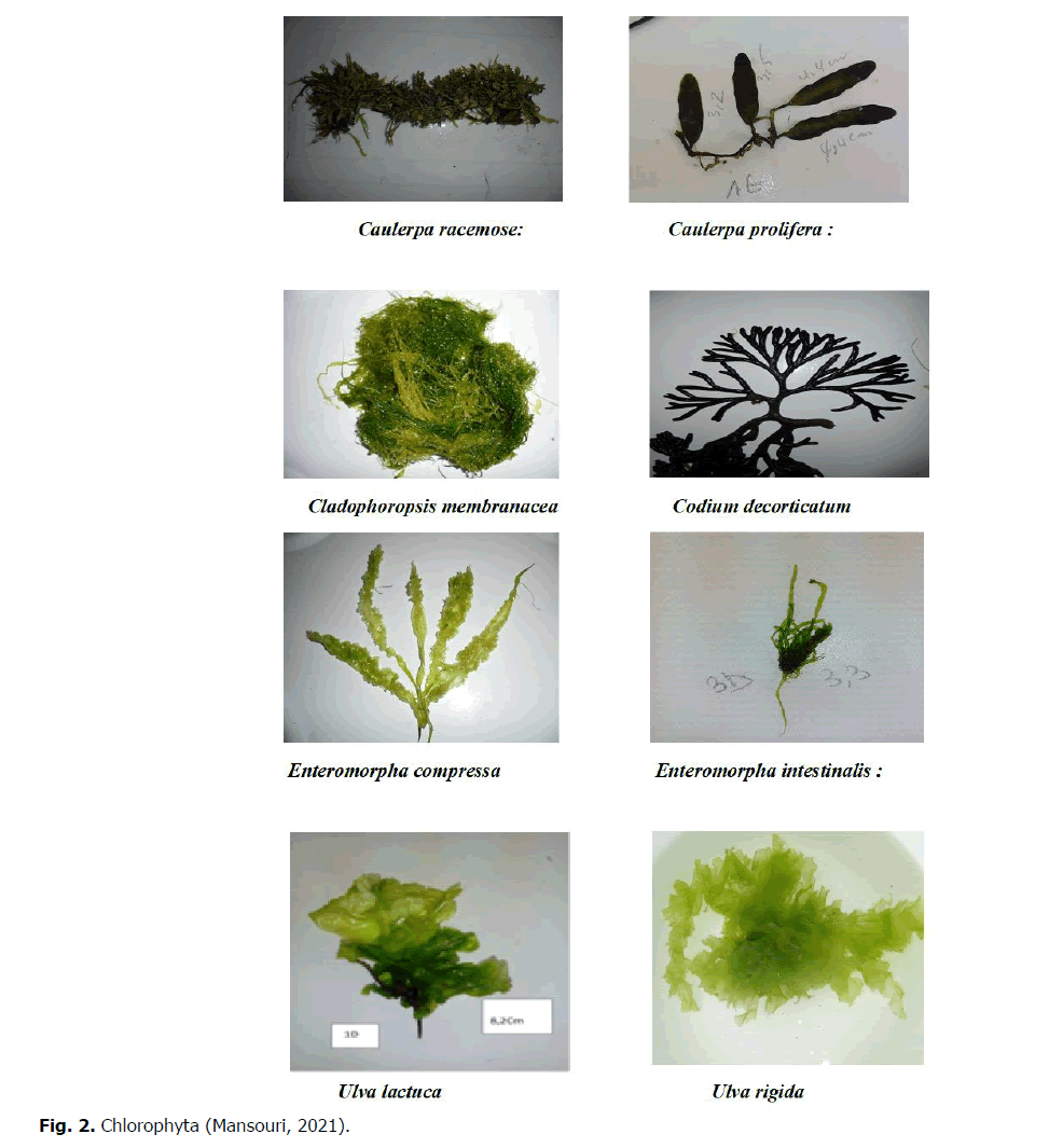 ukrainian-journal-ecology-Chlorophyta-Mansouri